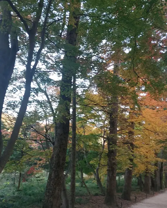 가을 숲 풍경, 단풍으로 물든 나뭇잎들