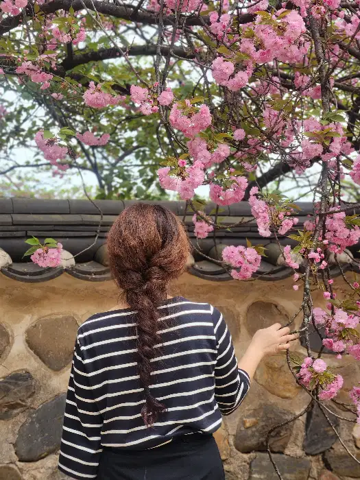 벚꽃과 사람 뒷모습