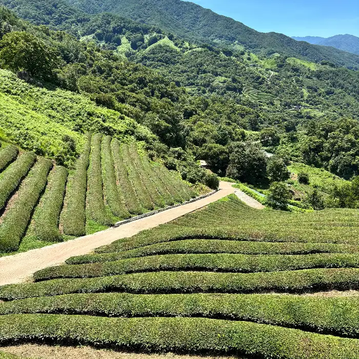 화개장터 주변 녹차밭 풍경