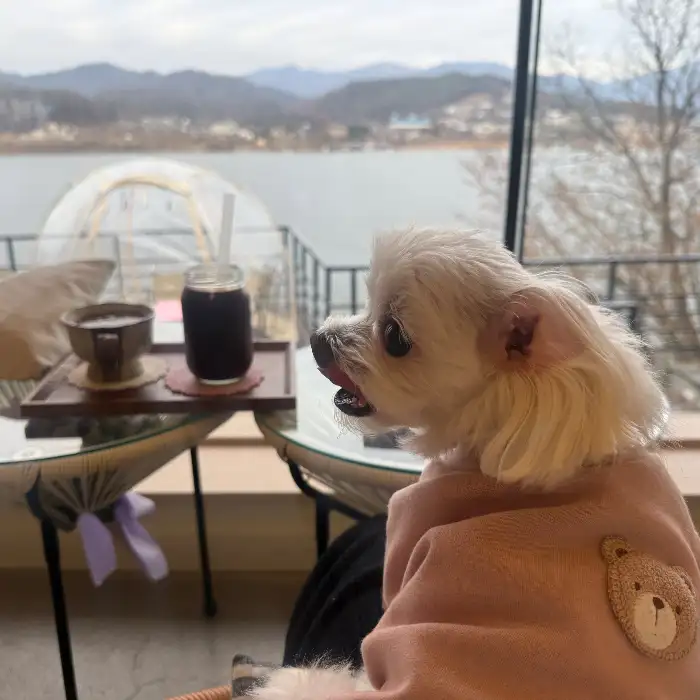 강을 바라보고 있는 반려견