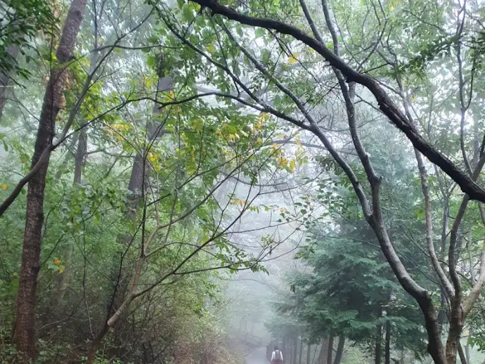 안개가 자욱한 숲길