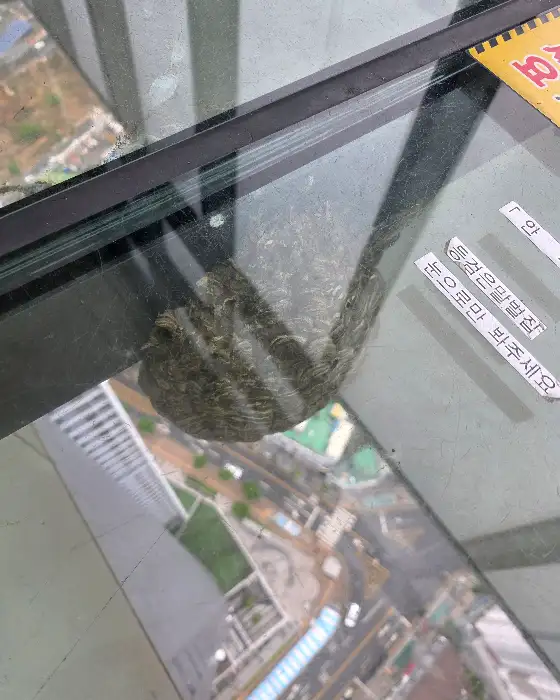 창문에 비친 풍경과 함께 찍힌 새의 모습