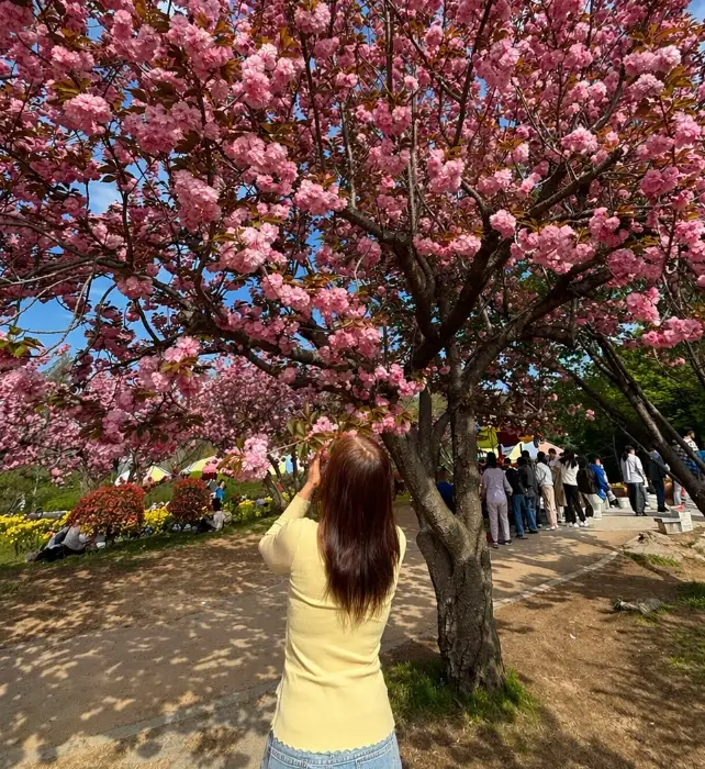 앤드아워 내부 인테리어와 벚꽃