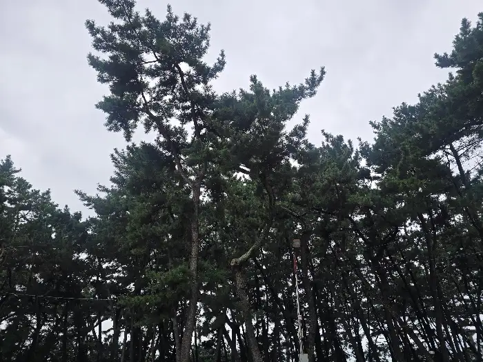 반찬으로 나온 겉절이 김치의 모습. 붉은 빛깔과 신선한 채소가 돋보입니다.