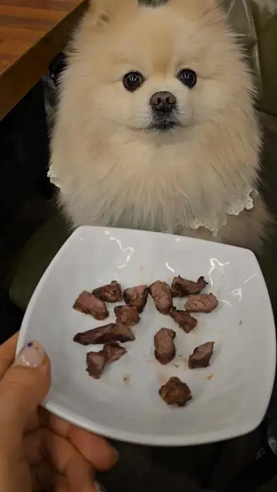 작은 접시에 담겨 나온 강아지용 고기 조각과 귀여운 포메라니안