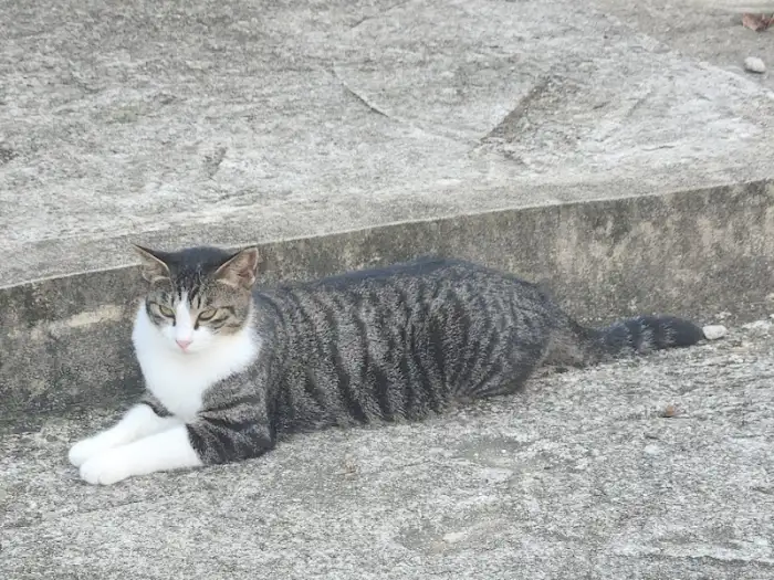 콘크리트 바닥에 앉아 있는 줄무늬 고양이