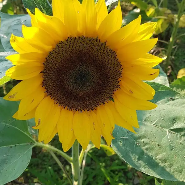 활짝 핀 해바라기