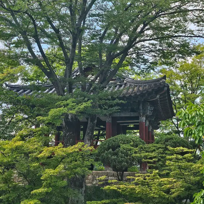벚꽃이 피어있는 연화지의 풍경