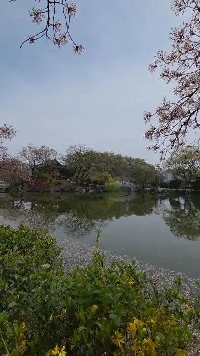 연화지의 잔잔한 물결과 주변의 나무, 멀리 보이는 건물