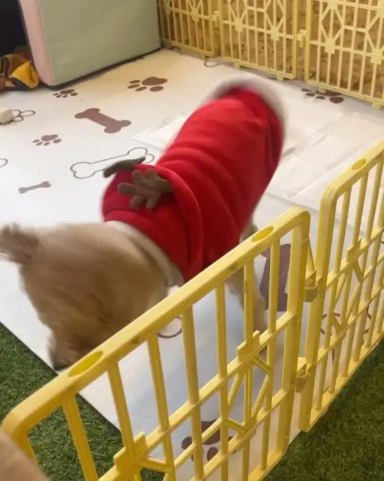 귀여운 강아지 복순이