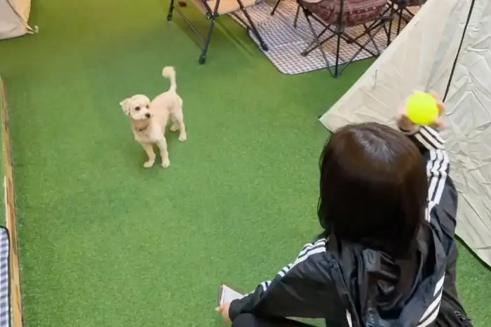 강아지와 공놀이를 즐기는 모습