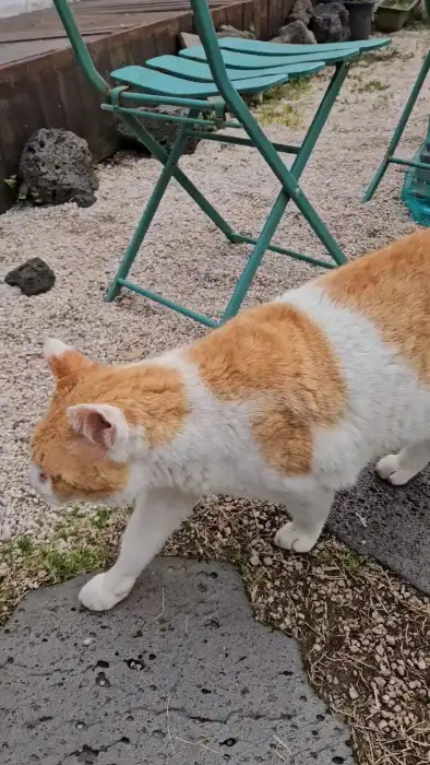 카페의 마스코트, 고양이