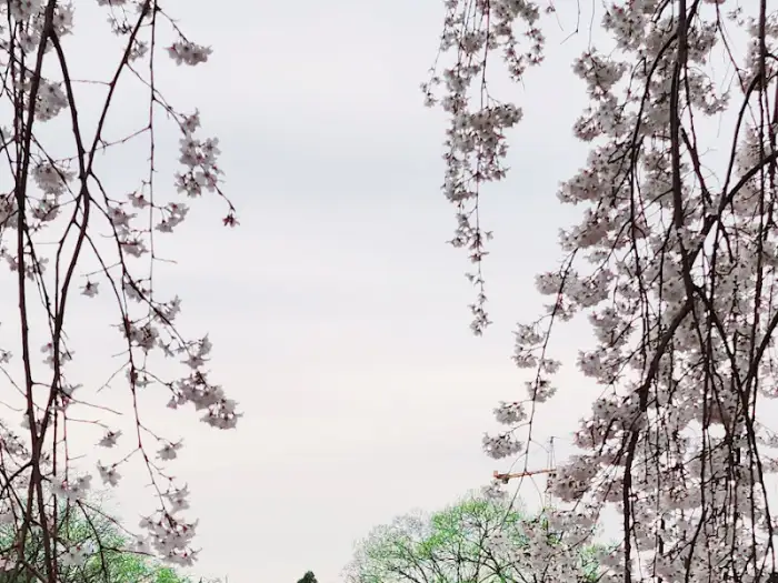 늘어진 수양벚꽃