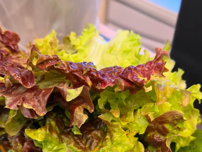 싱싱한 로메인과 적상추 등 쌈 채소 믹스