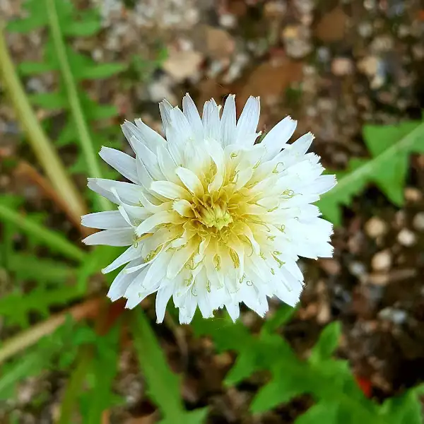 흰색 민들레 꽃