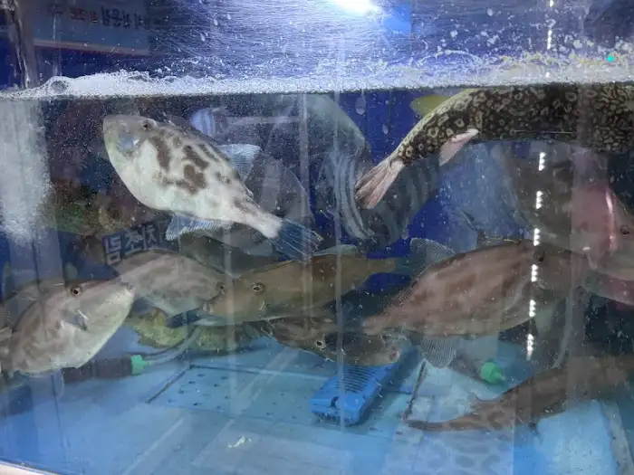 싱싱한 활어들
