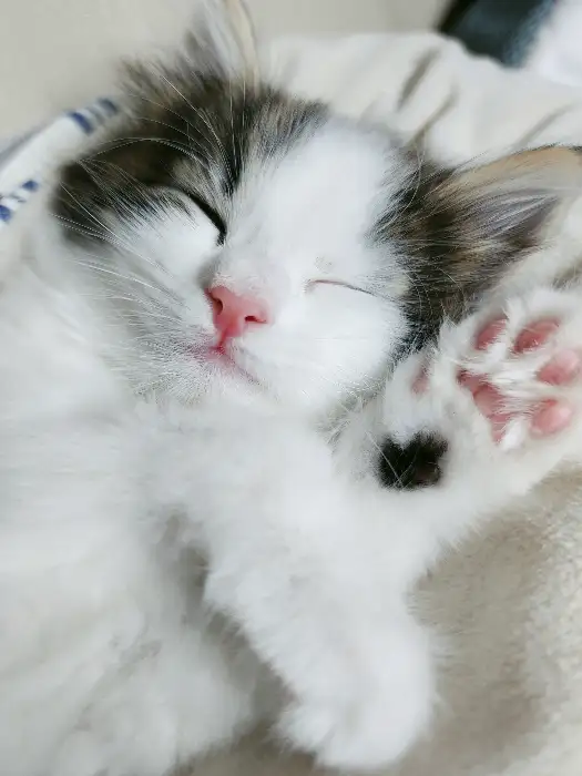 잠자는 아기 고양이