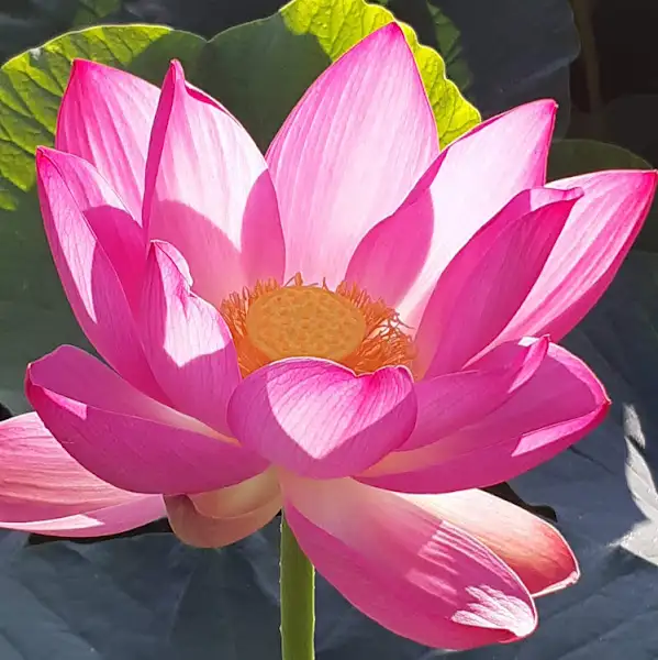 화려한 분홍색 연꽃