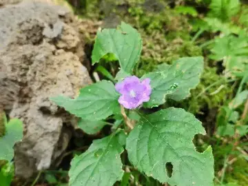 콘티80 야외의 작은 보라색 꽃