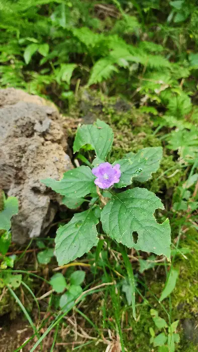콘티80 야외의 작은 보라색 꽃