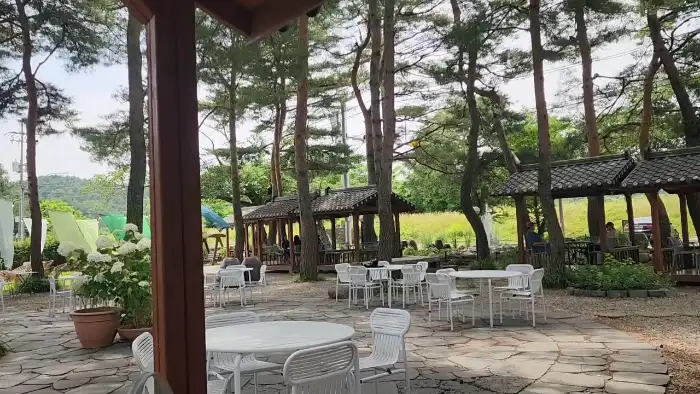 카페 설악산로 야외 정원, 여러 개의 테이블과 의자가 배치되어 있고 소나무 숲으로 둘러싸여 있습니다.
