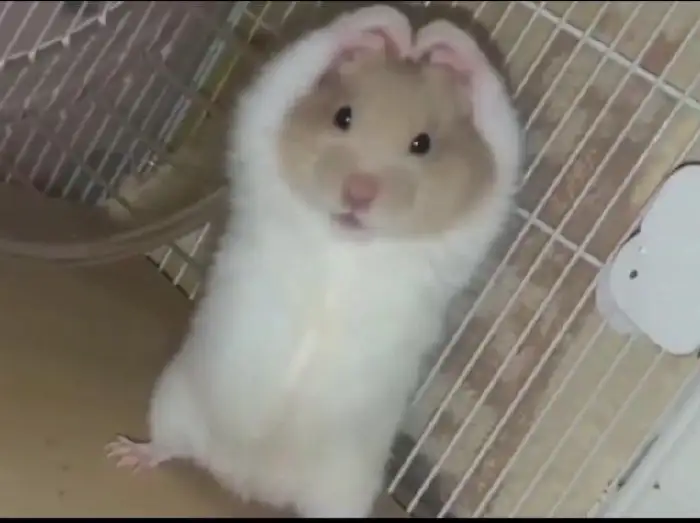 귀엽게 서 있는 햄스터 인형