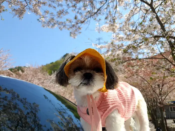 봄날의 벚꽃과 함께