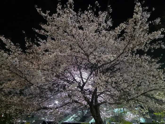 밤의 벚꽃