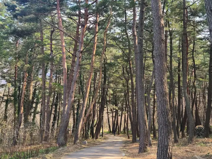 야영장식당 주변의 울창한 소나무 숲길 풍경