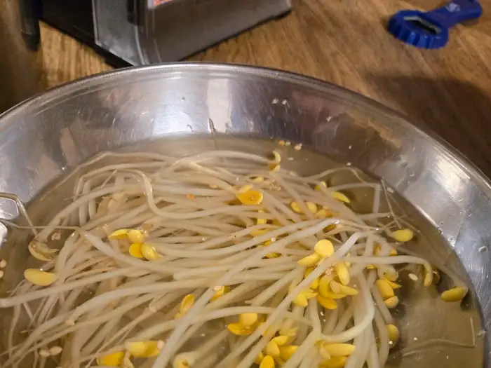 콩나물국