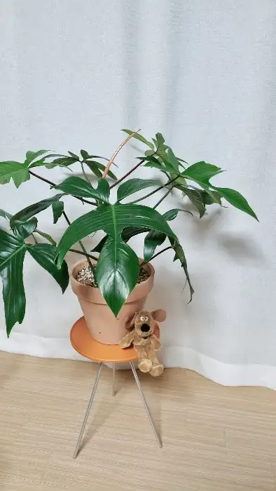피베리진주 매장의 화분과 인테리어 소품