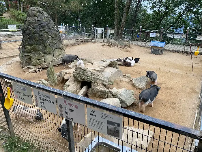 마추픽추의 알파카 목장 풍경과 알파카들