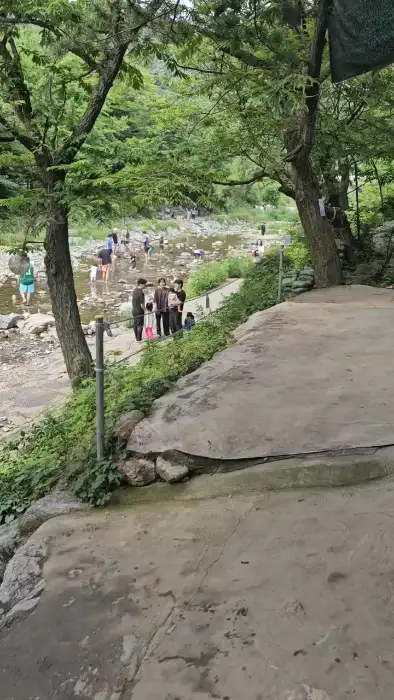 시원하게 흐르는 계곡과 주변의 나무 풍경