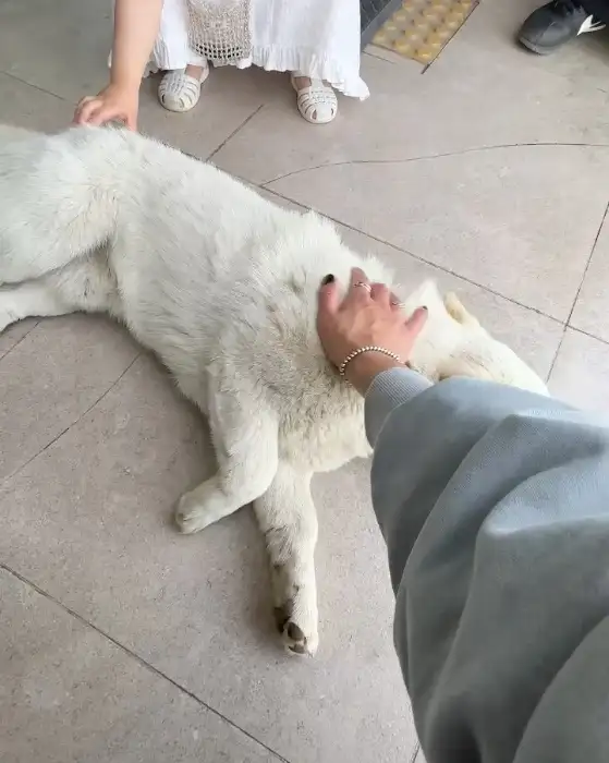 율믜당에서 강아지와 교감하는 모습