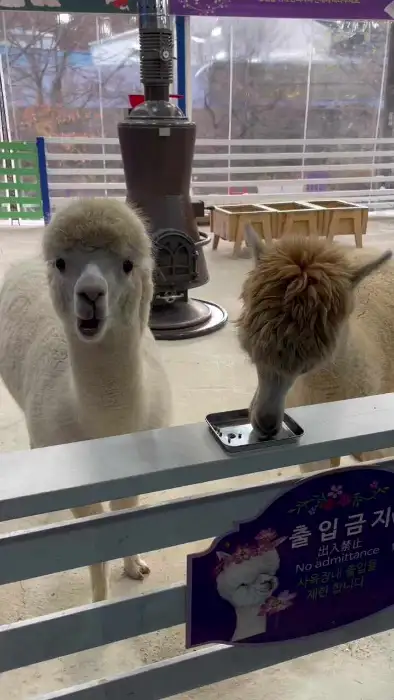 두 마리의 알파카가 나란히 서서 서로를 바라보는 모습